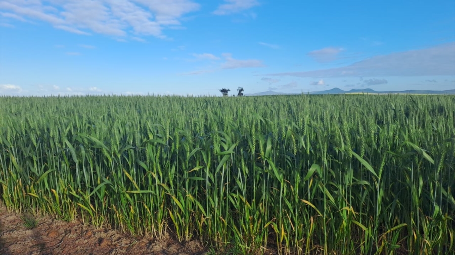 5 Bedroom Property for Sale in Darling Western Cape